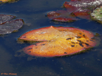 In the water lily pond 