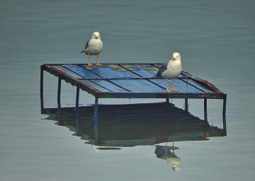 MARTILAR