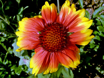 BLÜTE