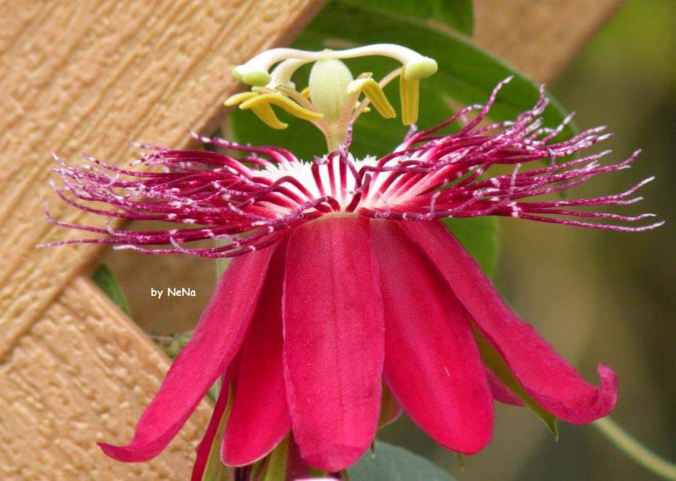 Flor do Maracujá 