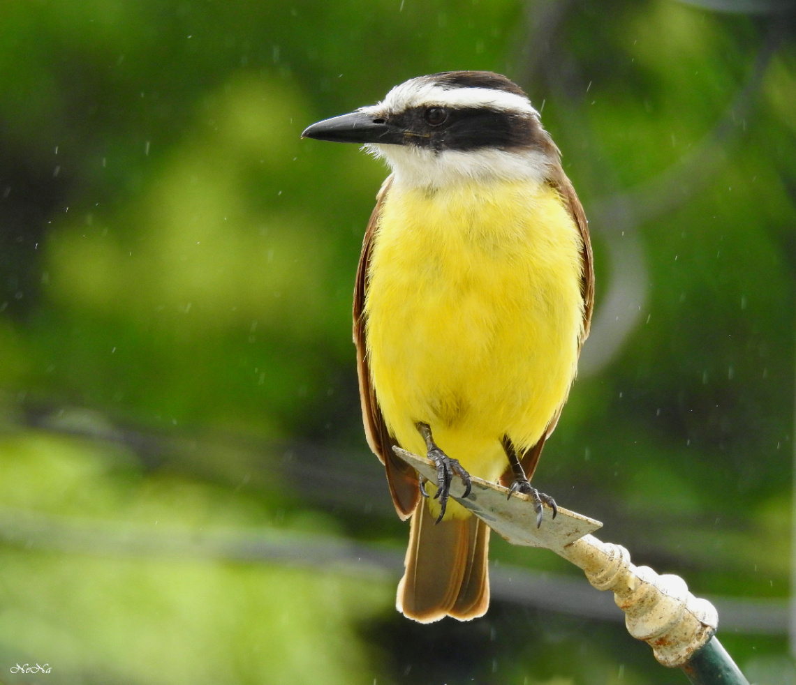 Na chuva