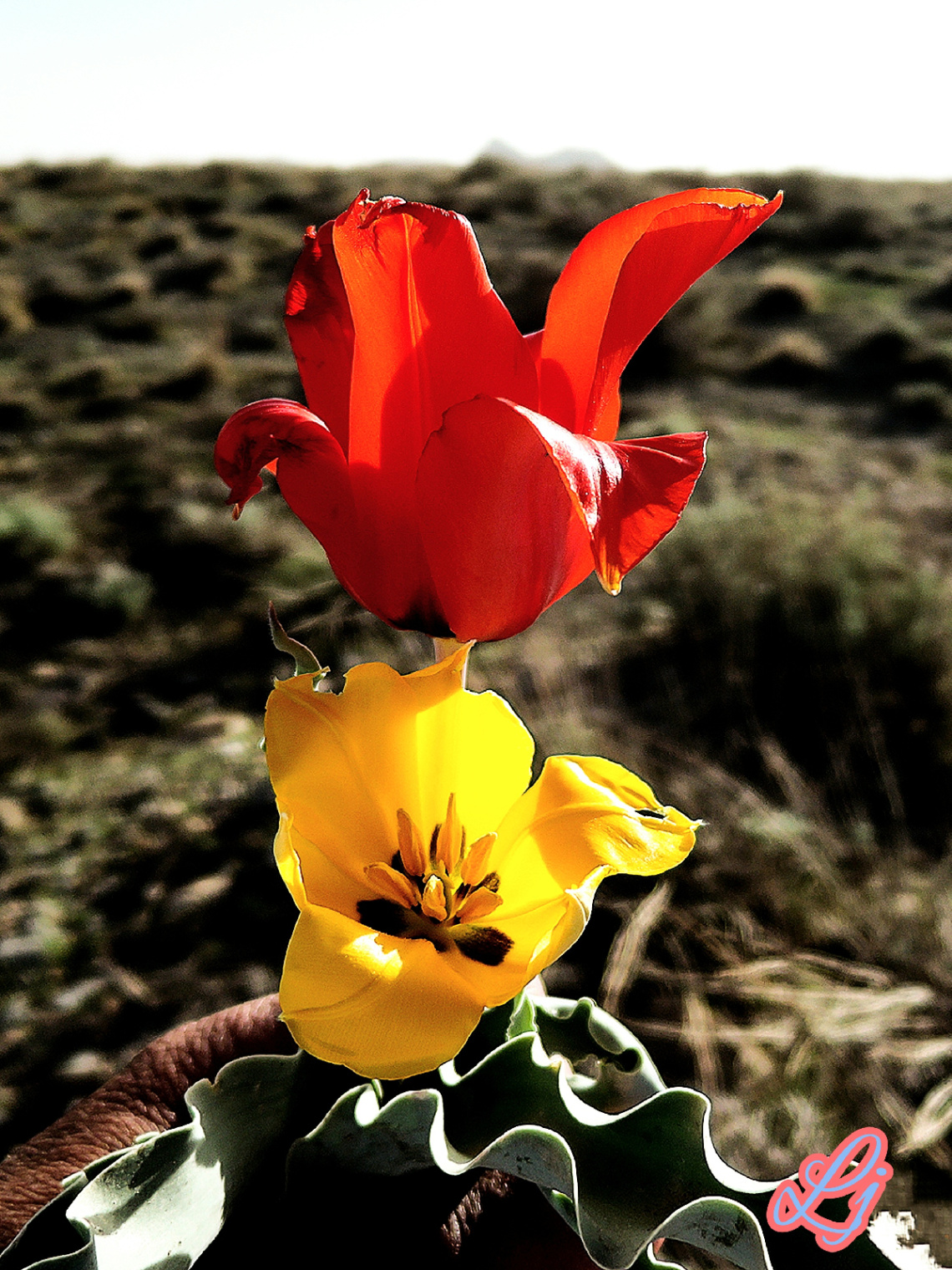 Wild Pair 