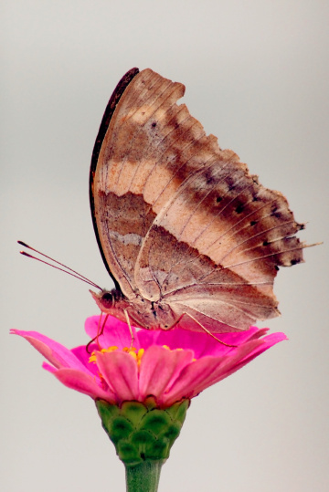 flower in butterfly