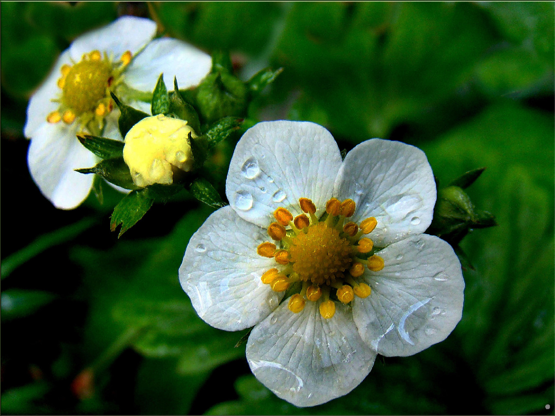 BLÜTEN