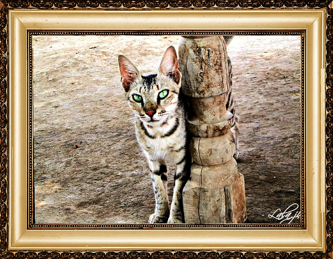 Our village Cat