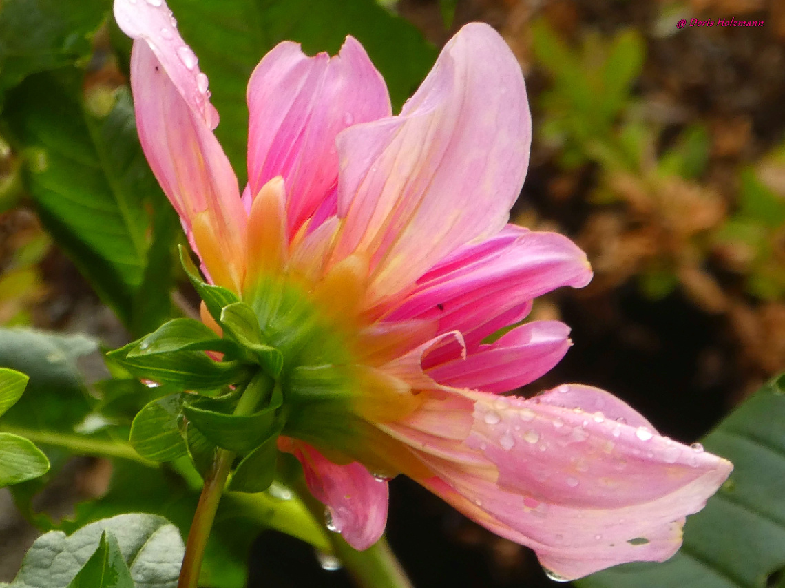 Dahlia pinnata