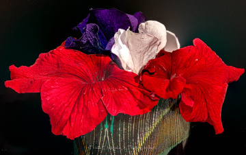 Spring Flowers From Arizona USA