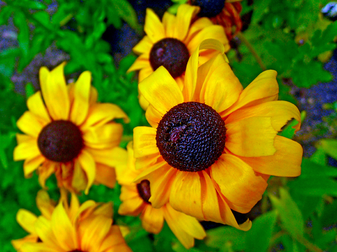 BLÜTEN