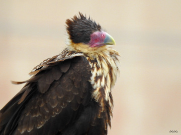 Filhote de Caracará