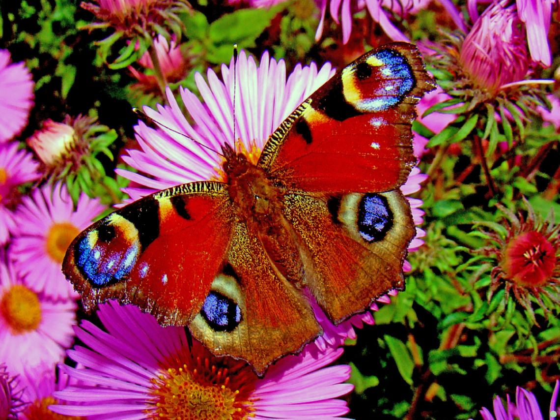 BLÜTEN MIT BESUCH