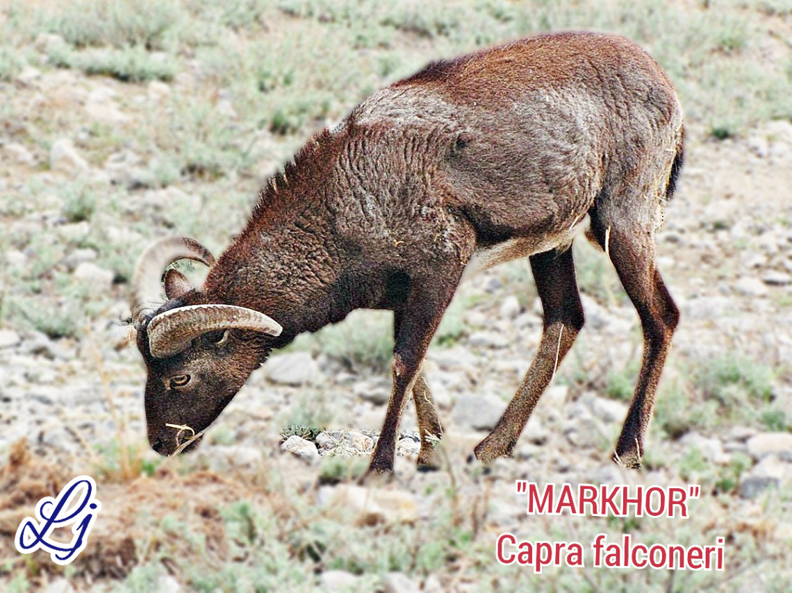 Chiltan MARKHOR  ❤️⚜️❤️⚜️❤️