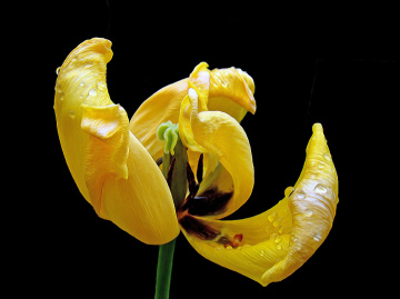 BLÜTE
