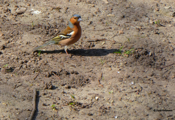 Chaffinch 