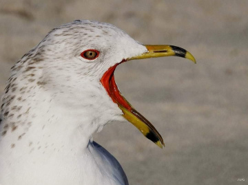 Gaivota