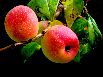 ÄPFEL