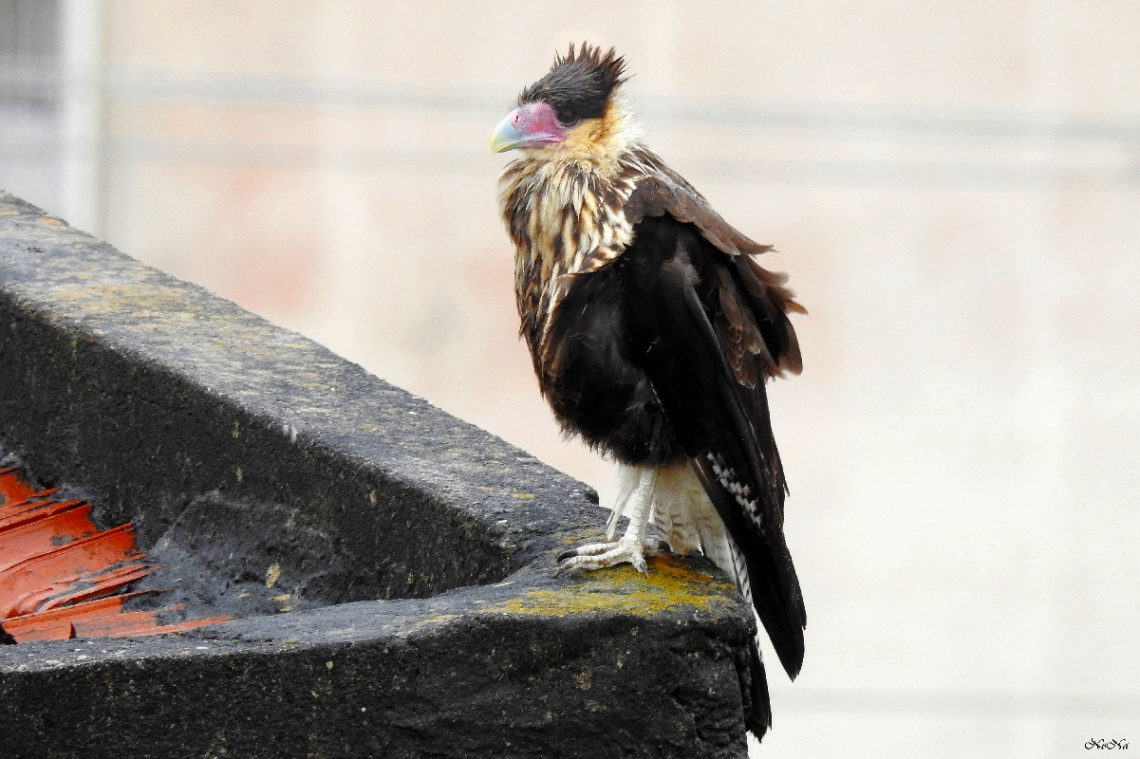 Baby Falcão Caracará no telhado das casas