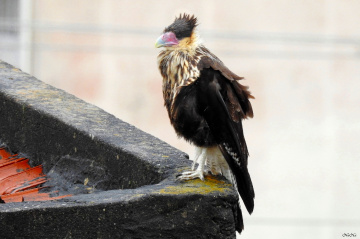 Baby Falcão Caracará no telhado das casas