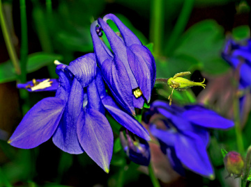 BLÜTEN