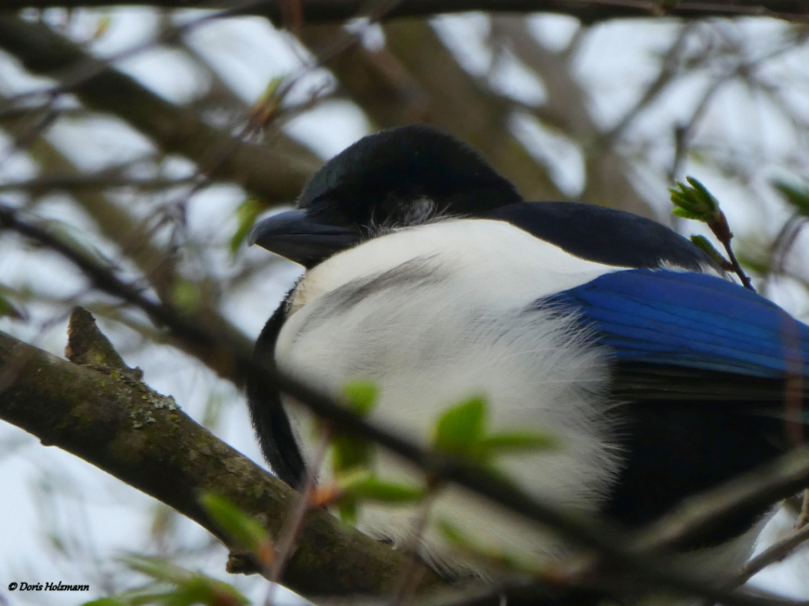 Magpie
