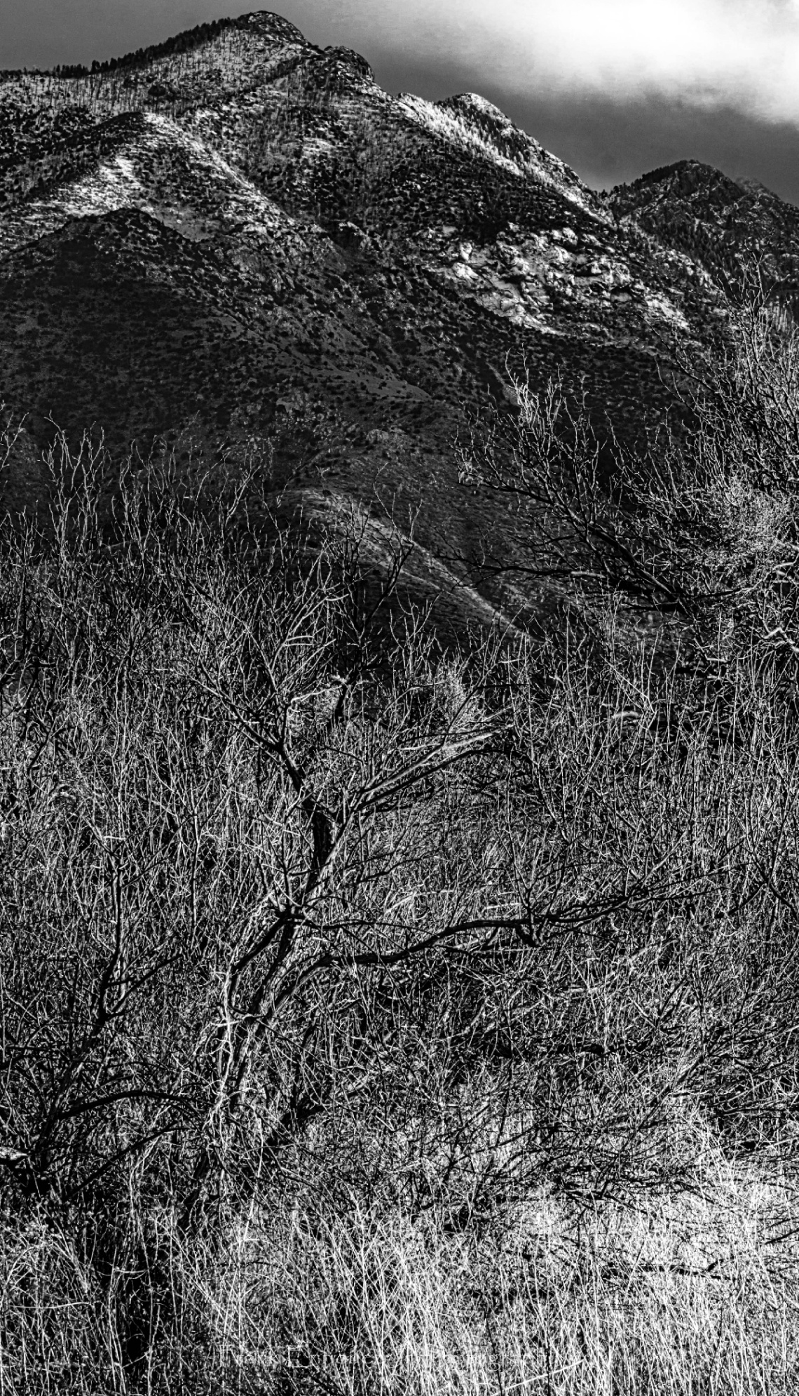 Snow On The Santa Rita Mountains 