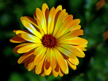 BLÜTE
