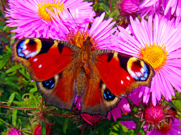 BLÜTEN MIT BESUCH