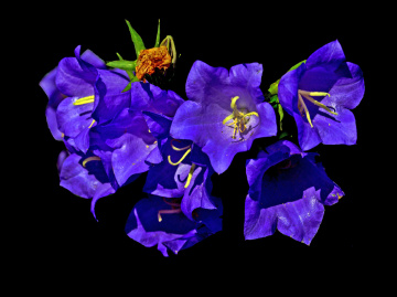 BLÜTEN