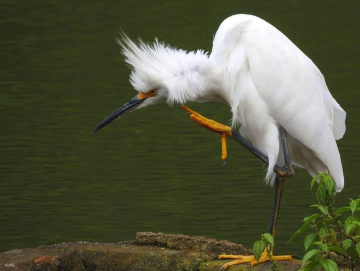 Garça branca pequena 