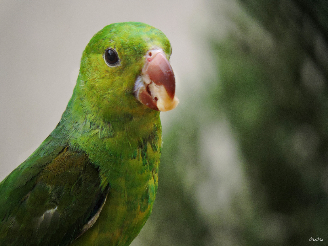 Periquito comendo banana