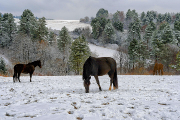 Winter in April, horses in the pasture, Polonya