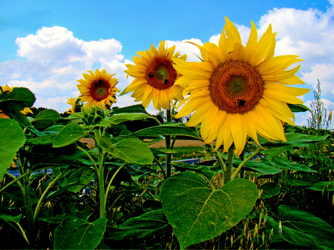 BLÜTEN