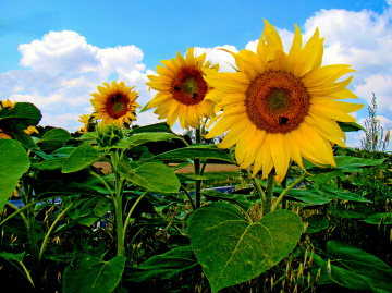 BLÜTEN