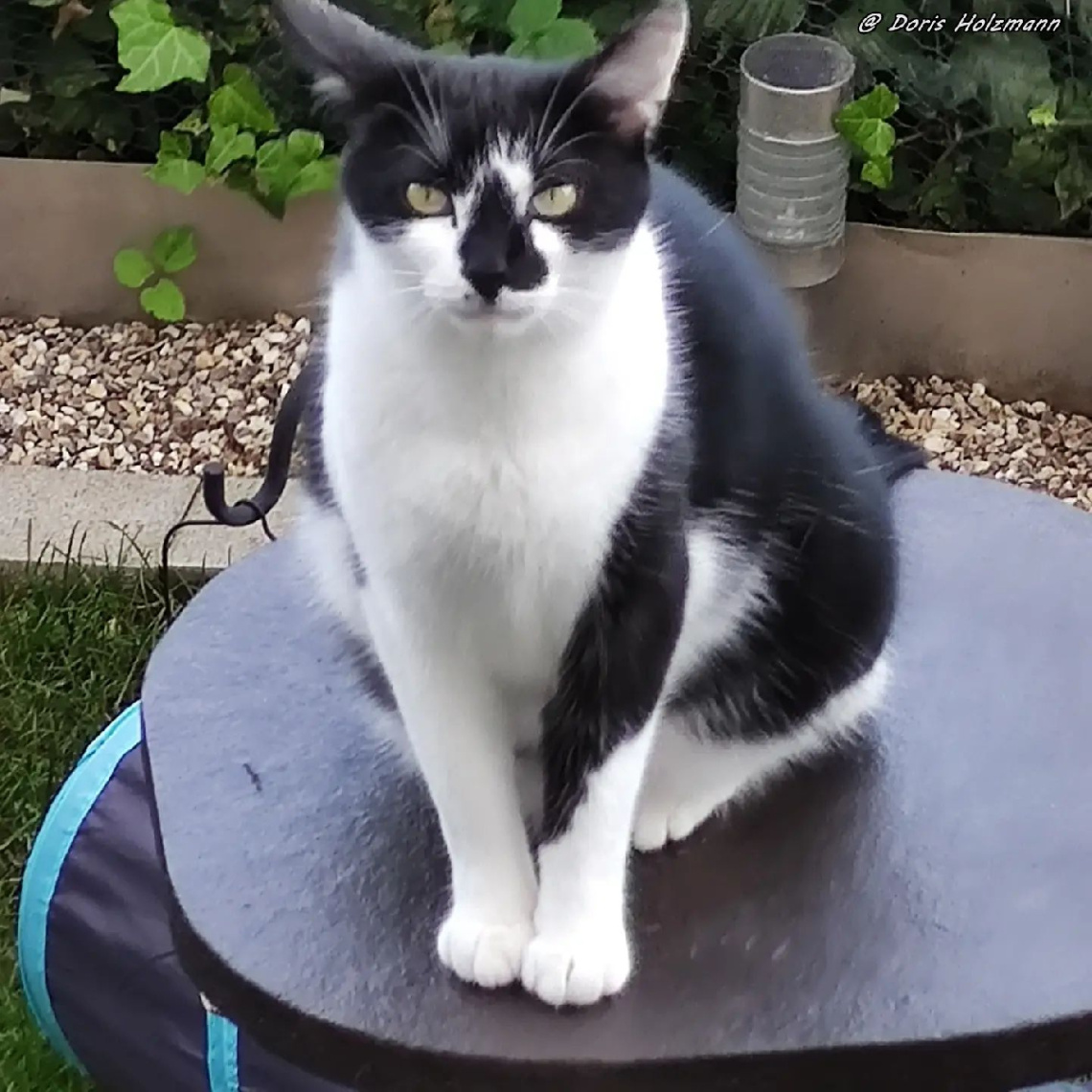 Neighbour's cat 