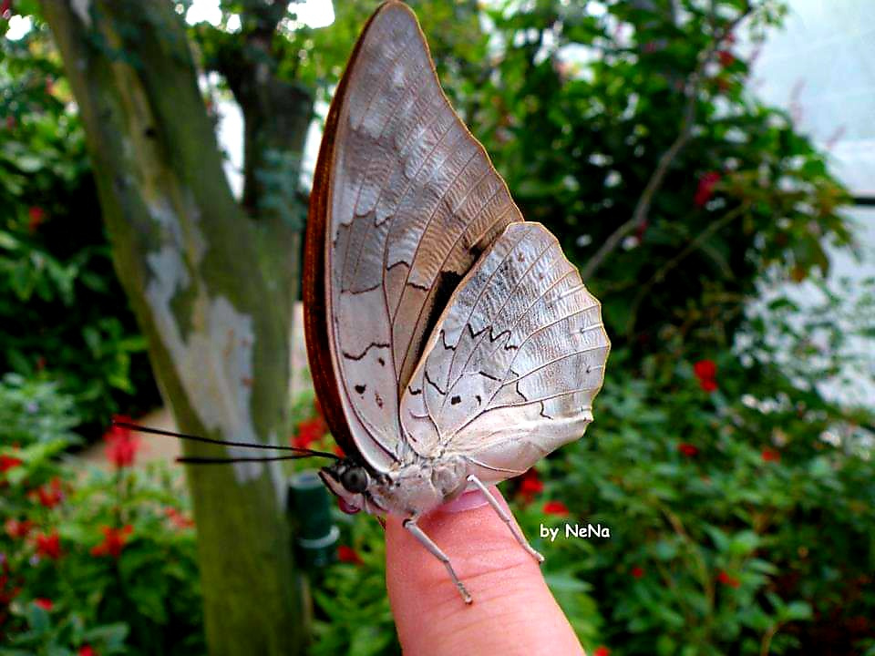 Borboleta 