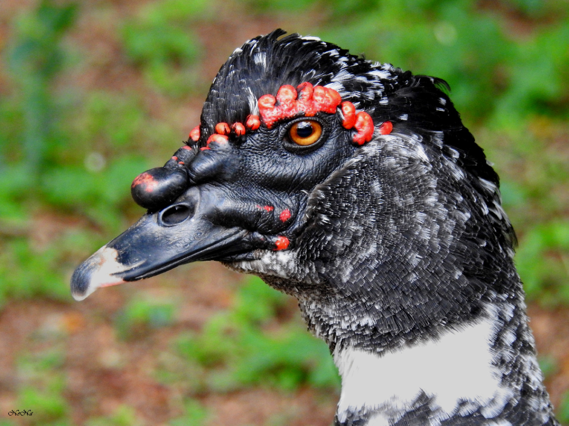 Pato Selvagem