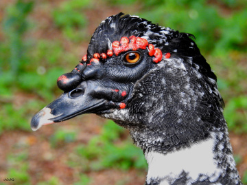 Pato Selvagem