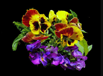 BLÜTEN