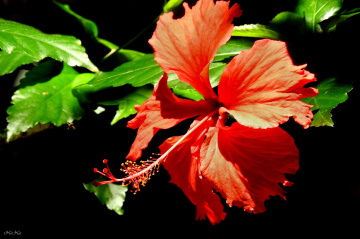 Hibisco