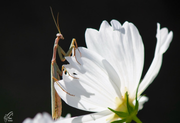 Mantis 