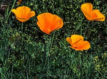 Sonoran Desert Spring Colors