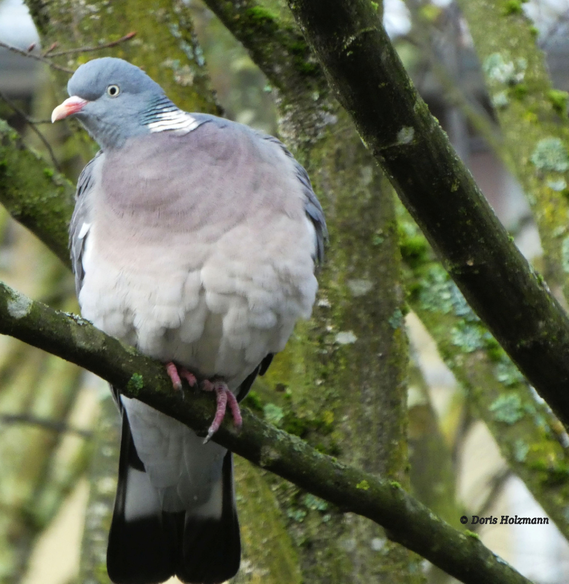 dove