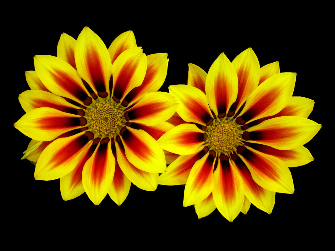 BLÜTEN