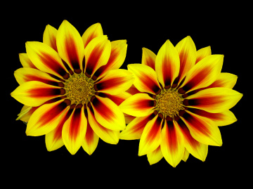 BLÜTEN
