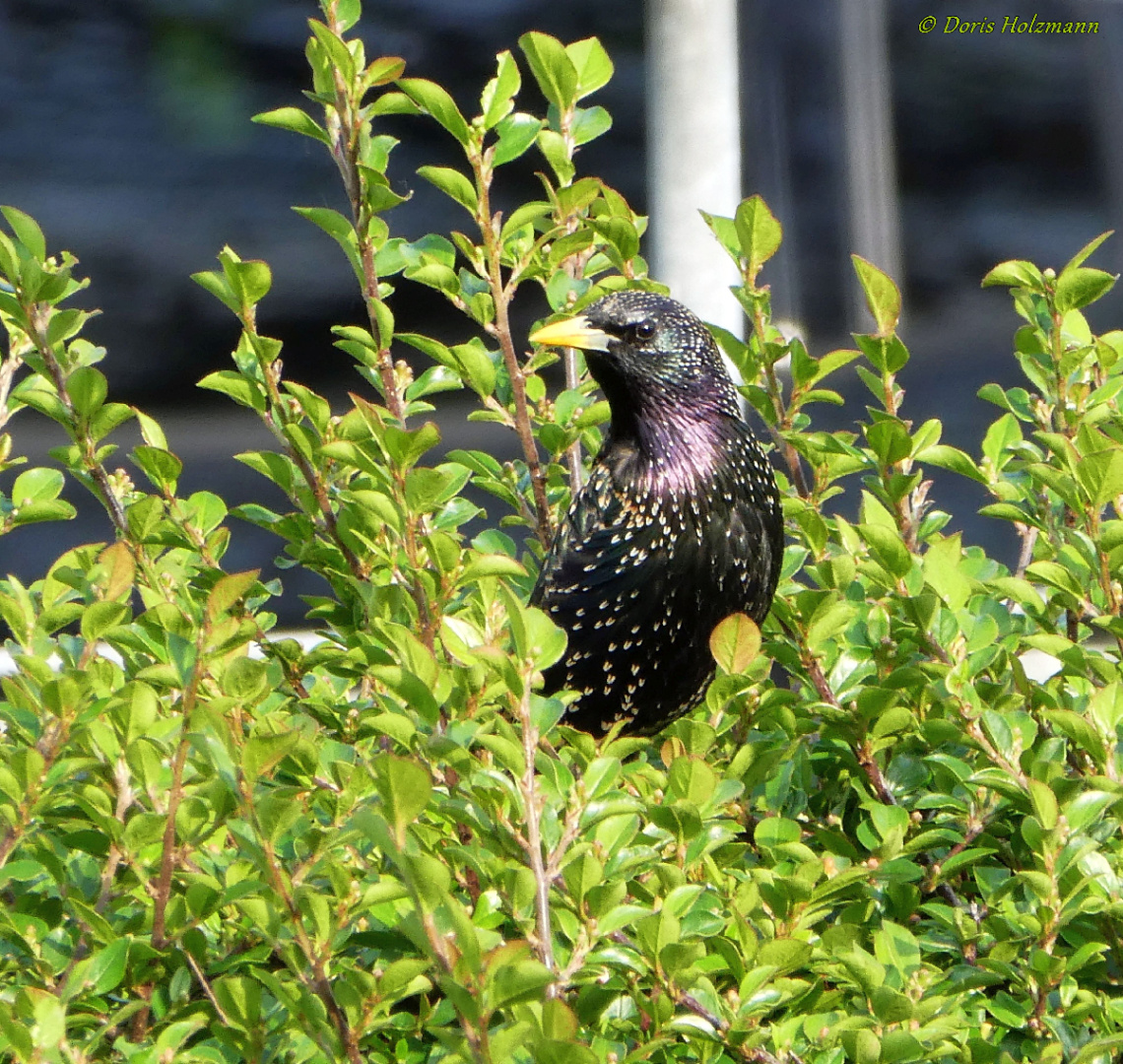 starling