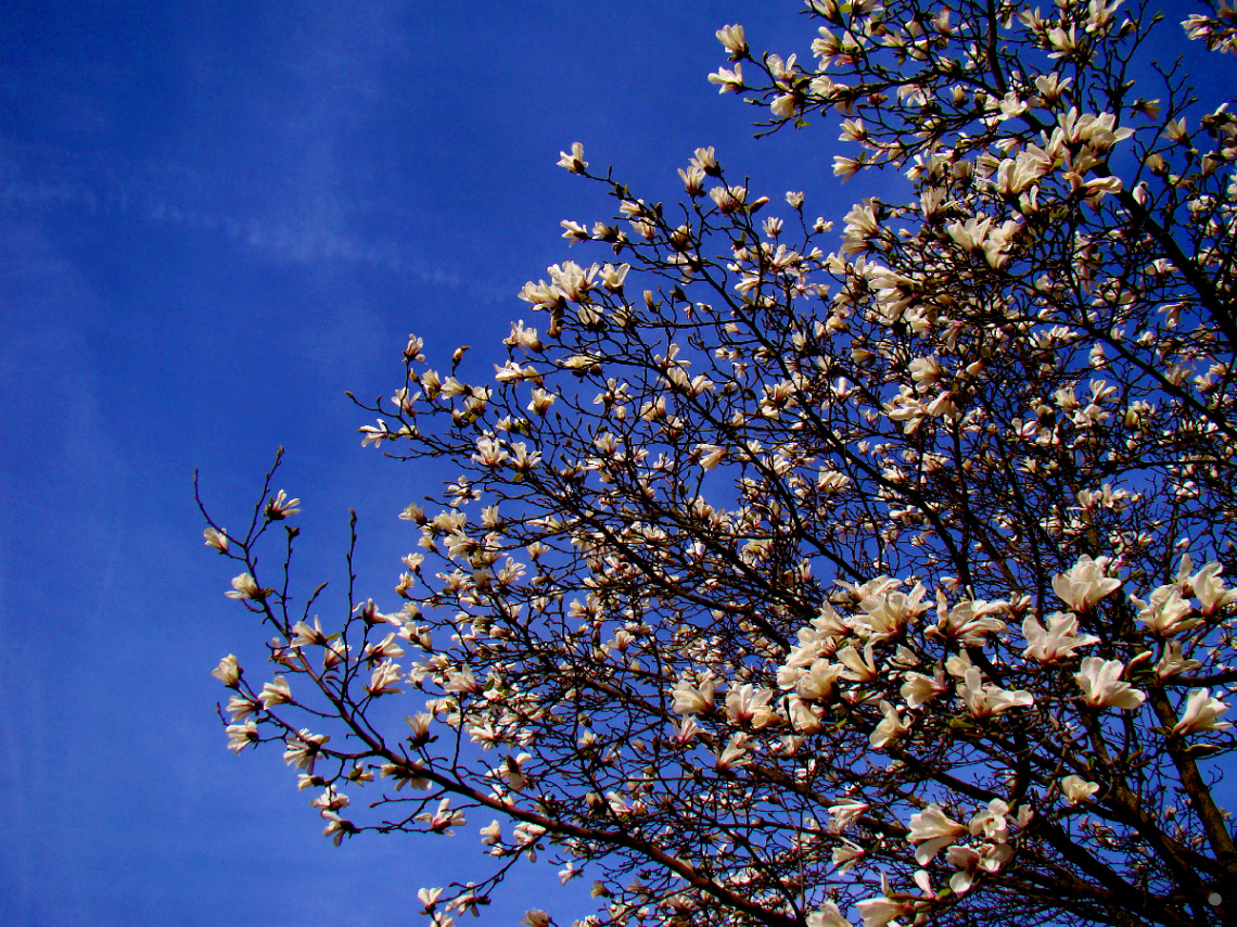 FRÜHLING