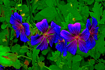 BLÜTEN