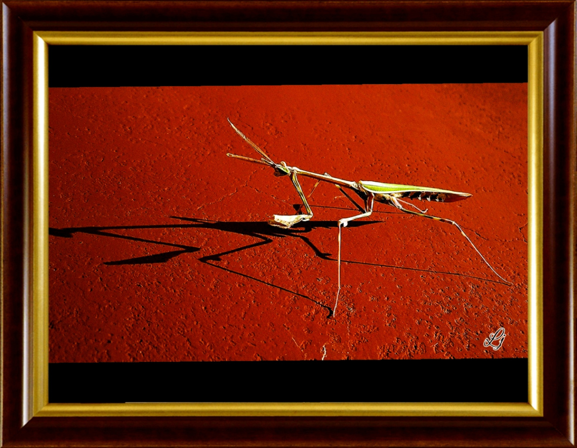 Dangerous Beauty (for her male) 