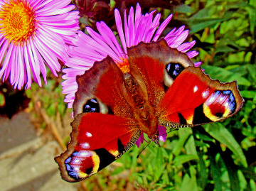 BLÜTE MIT BESUCH