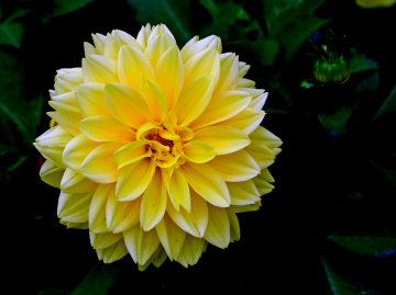 BLÜTE