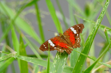 Borboleta